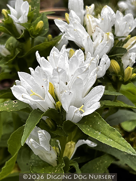 Campanula glomerata Bellefleur White