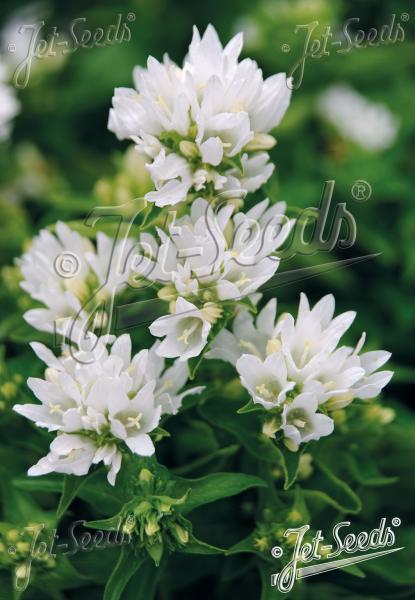 Campanula glomerata Bellefleur White