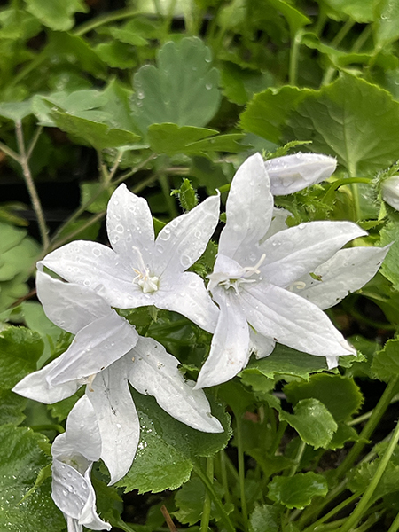 Campanula poscharskyana ‘E. H. Frost’