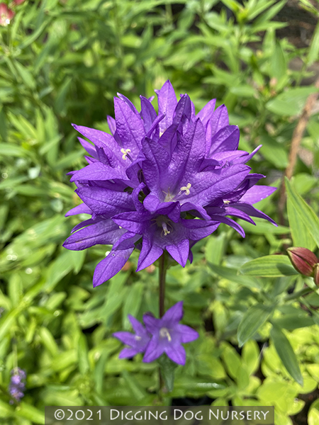 Campanula glomerata Freya