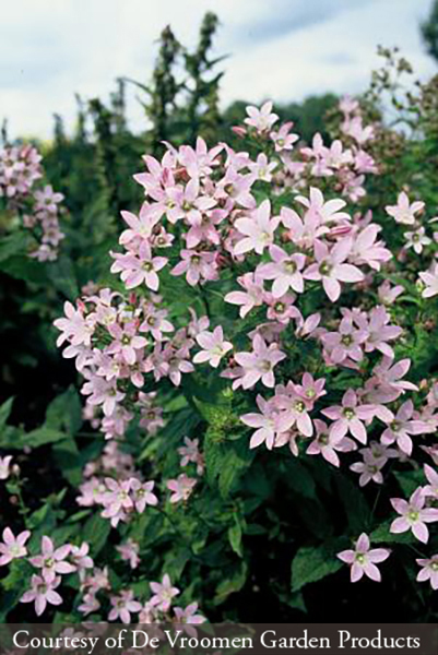 Campanula lactiflora ‘Loddon Anna’