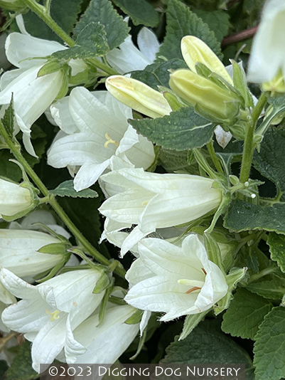 Campanula ochroleuca Mrs. V. Vollenhove