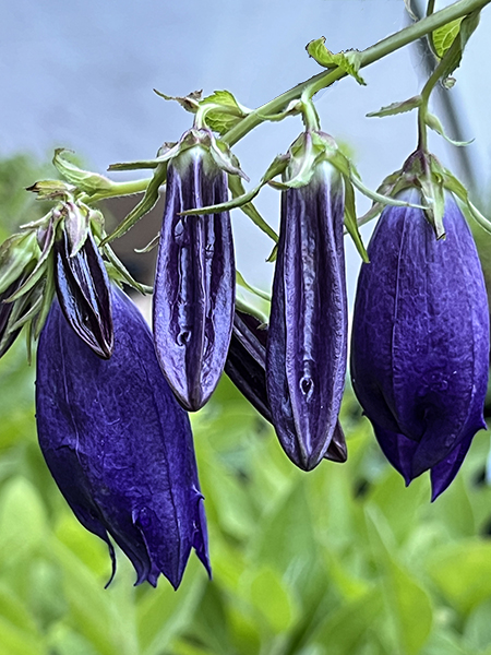 Campanula ‘Sarastro’