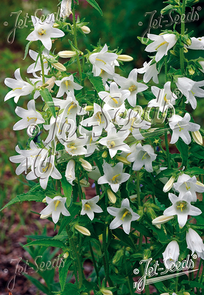 Campanula trachelium