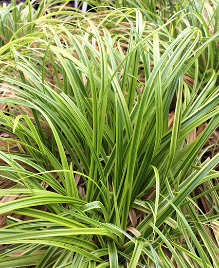 Carex dolichostachya ‘Kaga Nishiki’