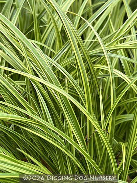 Carex dolichostachya Kaga Nishiki
