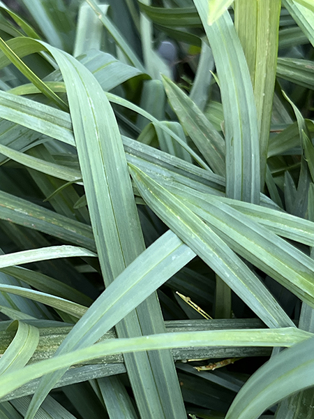 Carex flaccosperma