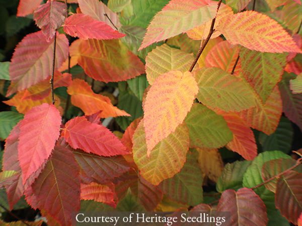 Carpinus caroliniana Wisconsin Red� &lsquo;MY Select Strain&rsquo;