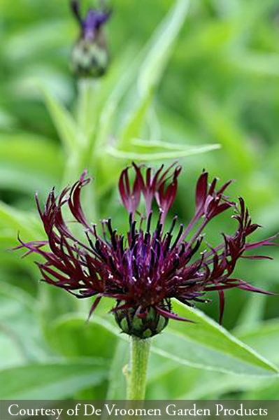 Centaurea montana ‘Jordy’