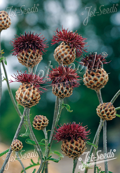 Centaurea atropurpurea