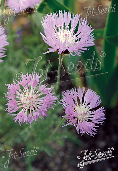 Centaurea pulcherrima