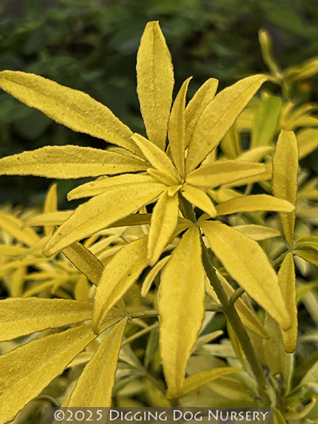 Choisya dewitteana Limo