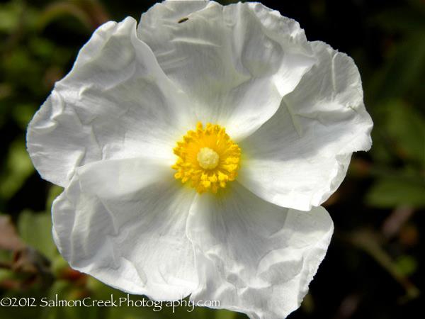 Cistus Snow White