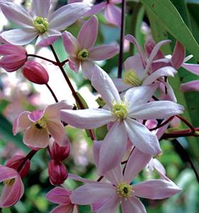 Clematis apple store blossom