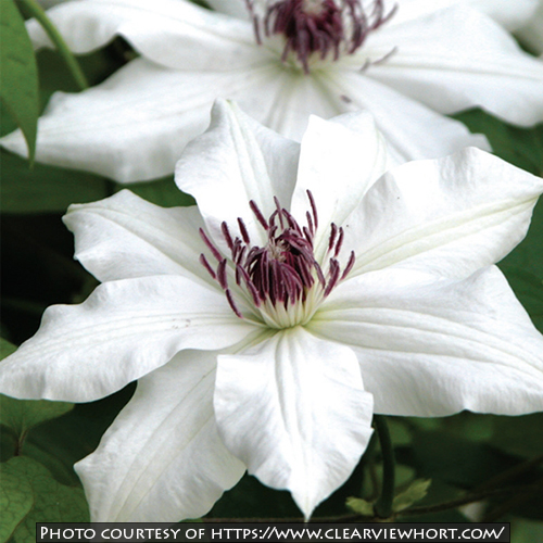 Clematis Fragrant Star (Vancouver™)