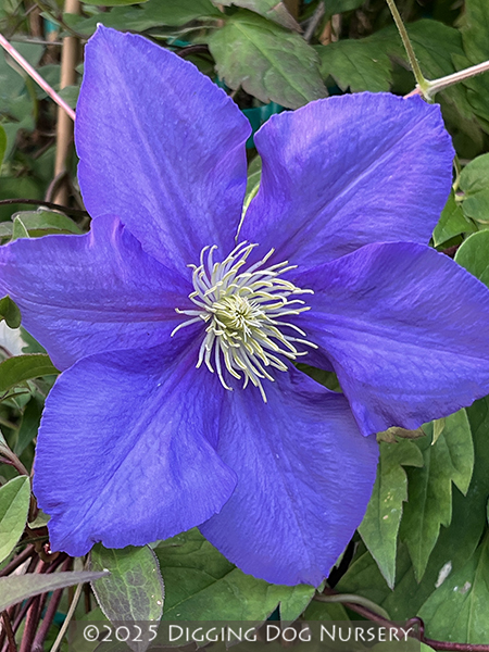 Clematis ‘General Sikorski’