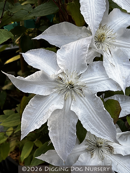 Clematis &lsquo;Gillian Blades&rsquo;