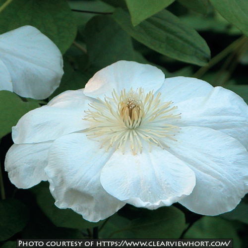 Clematis Guernsey Cream