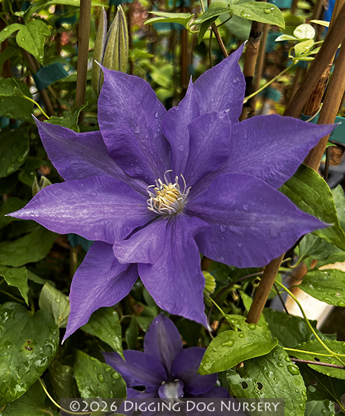 Clematis H. F. Young