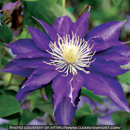 Clematis Haku Ookan