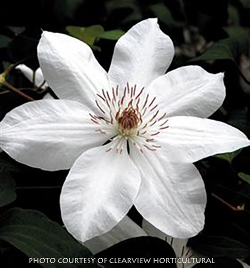 Clematis ‘Henryi’