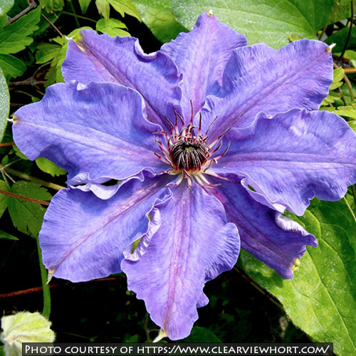 Clematis Lord Neville