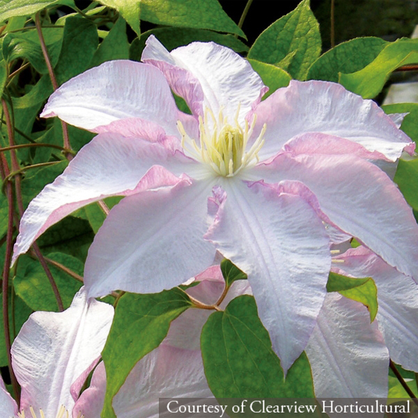 Clematis &lsquo;Morning Mist&rsquo;