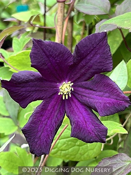 Clematis ‘Romantika’