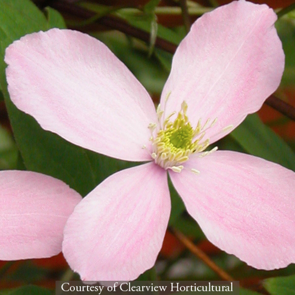 Clematis montana &lsquo;Rubens&rsquo;