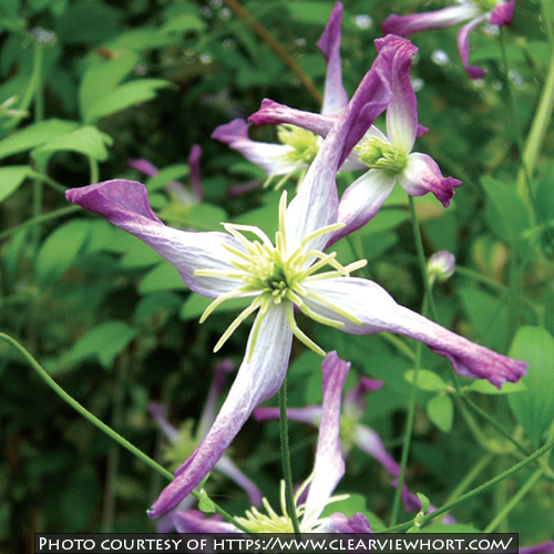 Clematis x triternata Rubromarginata