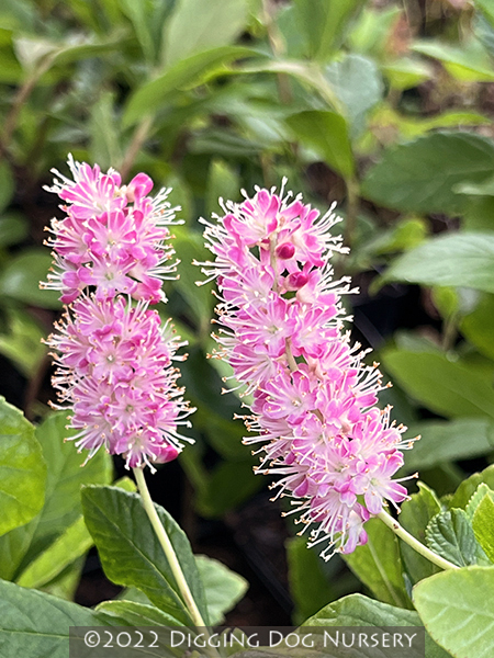 Clethra alnifolia ‘Ruby Spice’