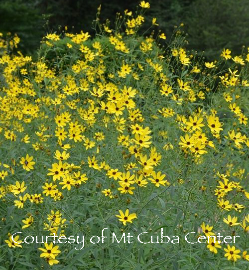 Coreopsis tripteris ‘Gold Standard’