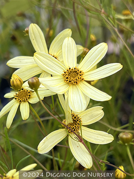 Coreopsis verticillata ‘Moonbeam’