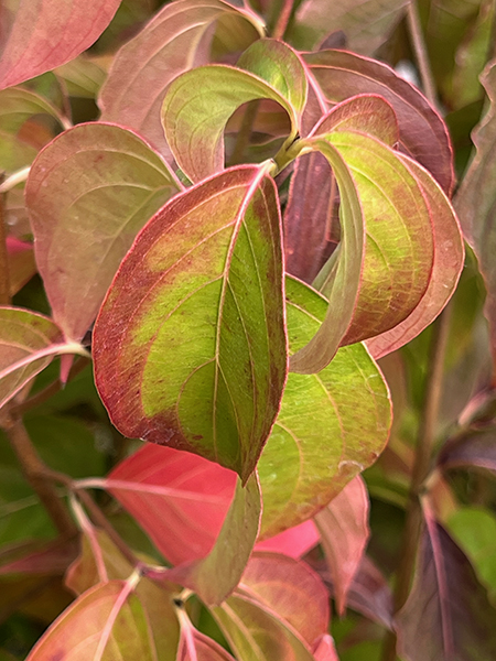 Cornus kousa