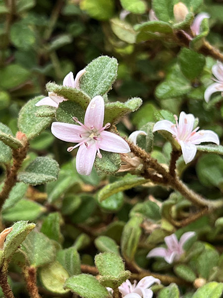 Correa alba ‘Western Pink Star’