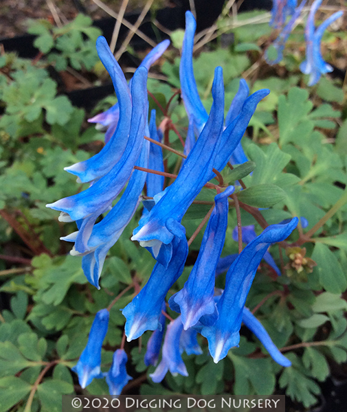 Corydalis curviflora ‘Blue Heron’