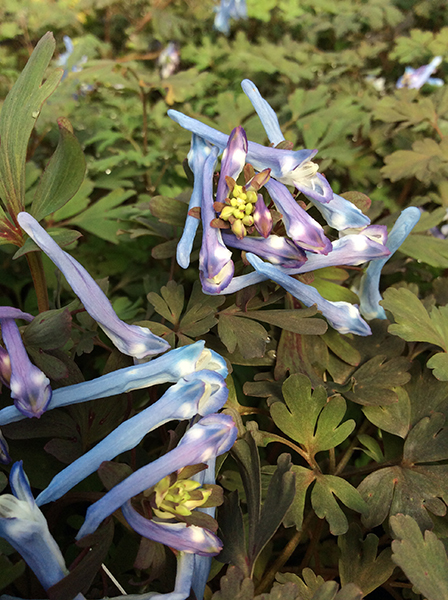 Corydalis flexuosa China Blue