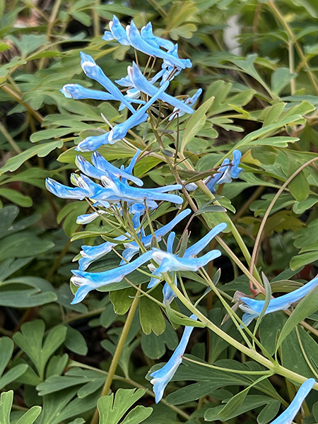 Corydalis flexuosa Porcelain Blue