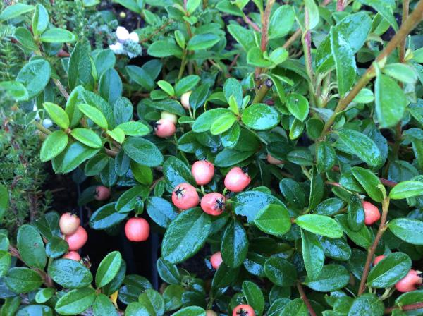 Cotoneaster dammeri ‘Coral Beauty’
