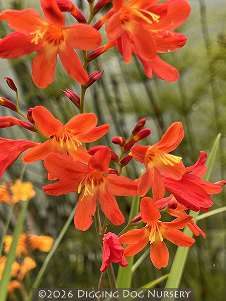 Crocosmia Carmine Brilliant