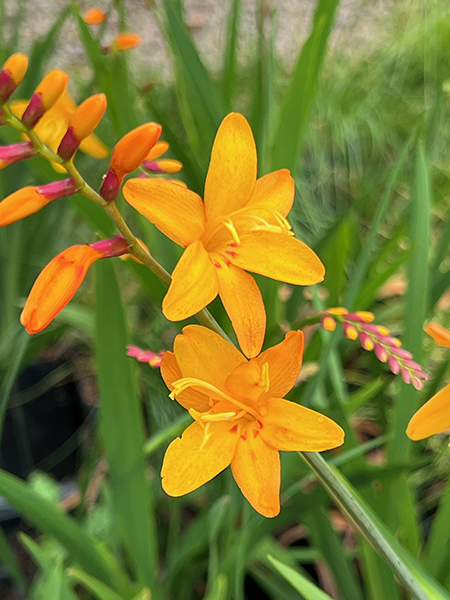 Crocosmia crocosmiiflora ‘Columbus’