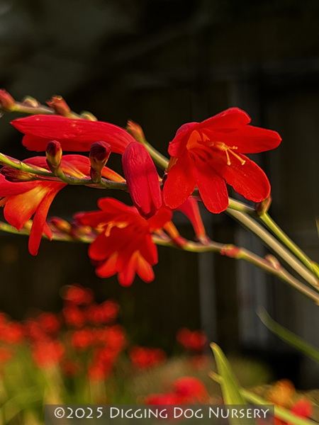 Crocosmia Emberglow