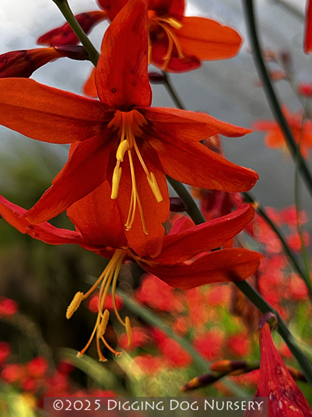 Crocosmia Emily McKenzie