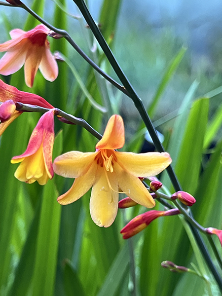 Crocosmia ‘Harlequin’