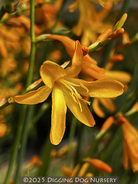 Crocosmia crocosmiiflora Honey Angels