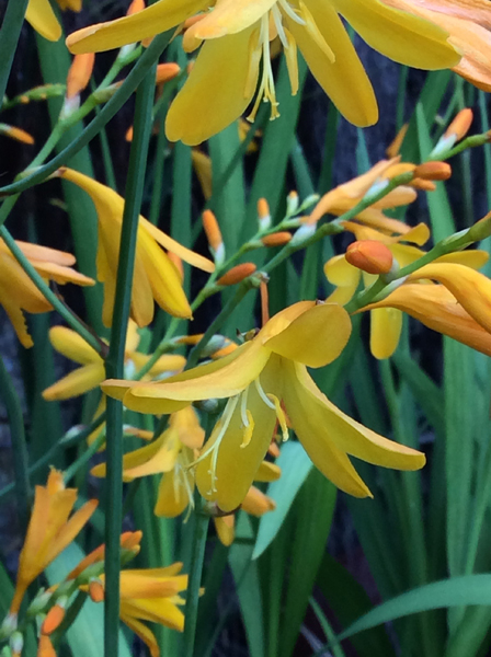 Crocosmia crocosmiiflora ‘Honey Angels’