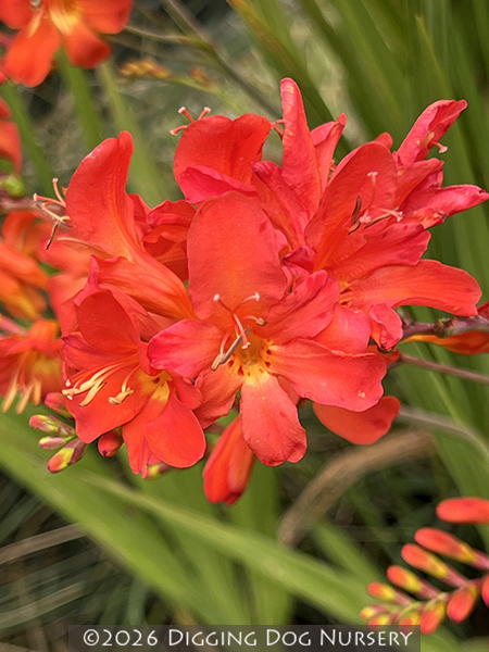 Crocosmia Limpopo