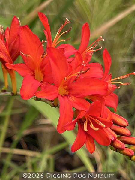 Crocosmia Mistral