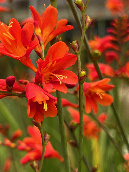 Crocosmia ‘Red King’