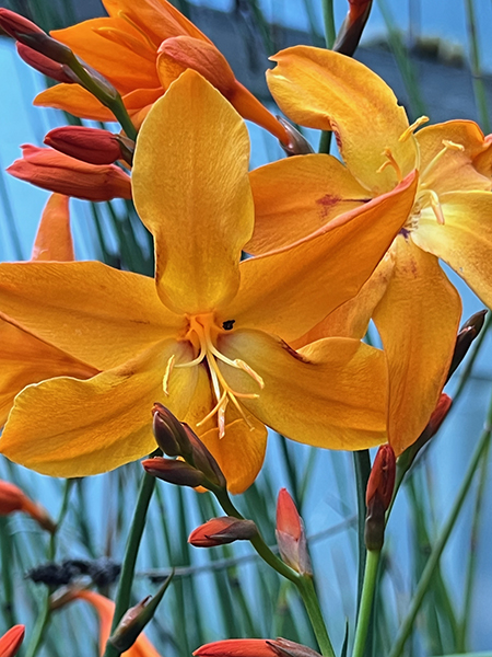 Crocosmia ‘Star of the East’